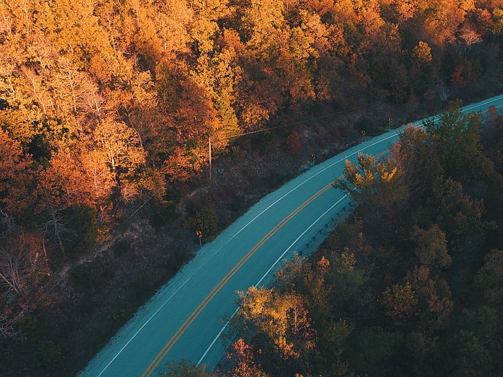 brown leaf trees, aerial photography of gray concrete road between orange leaf trees at daytime, road, forest, trees, fall, nature, HD wallpaper