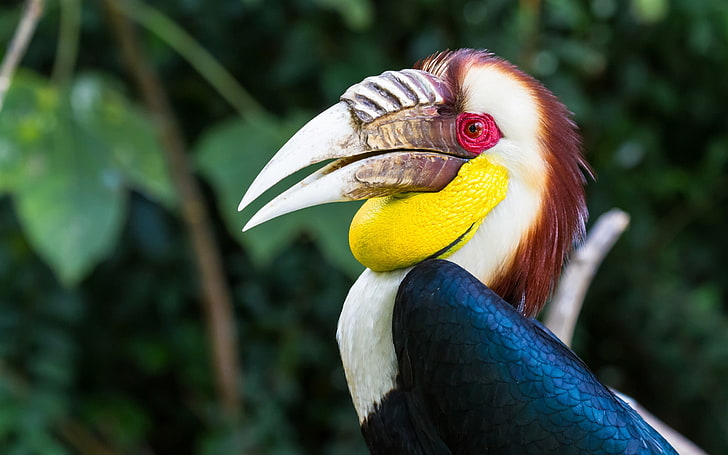Tapeta na Pulpit Wreathed Hornbill-2017, Tapety HD