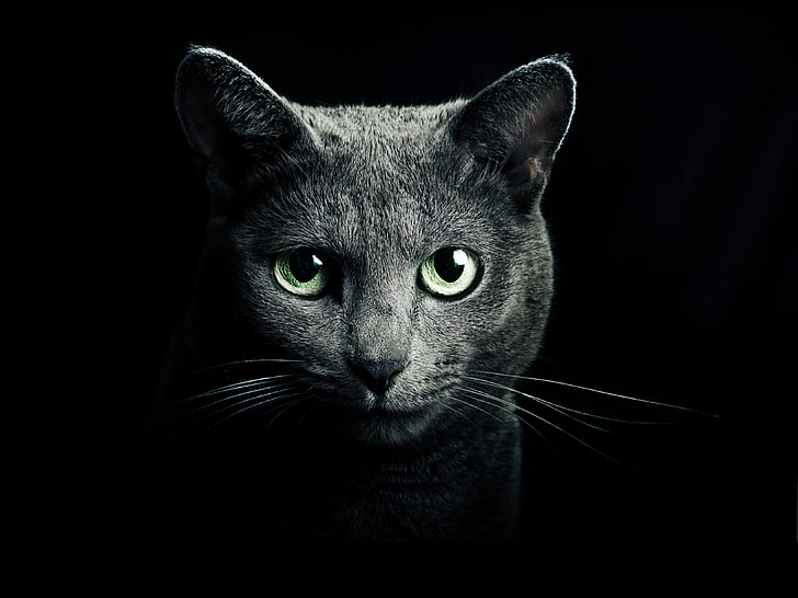 灰色の猫のデジタル壁紙、猫、黒、品種、ロシア語、青い目、緑の目、黒の背景、 HDデスクトップの壁紙
