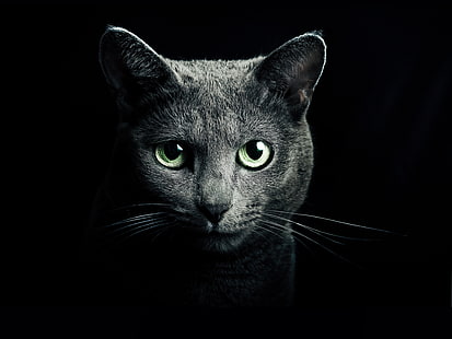 gray cat digital wallpaper, cat, black, breed, russian, blue eyes, green eyes, black background, HD wallpaper HD wallpaper