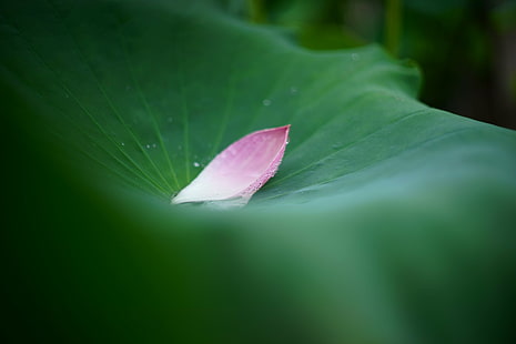 pink Lotus petal on a lily pad macro photo, nature, plant, leaf, close-up, lotus Water Lily, flower, beauty In Nature, botany, petal, flower Head, HD wallpaper HD wallpaper