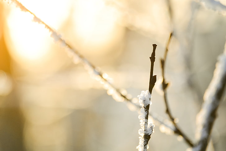 macro, snow, branches, nature, bokeh, 4608x3072, HD wallpaper