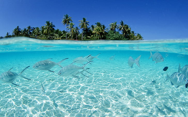 fishes, under water, palm trees, water, transparent, an azure, clearly, HD wallpaper