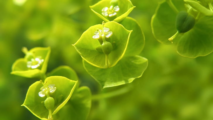 Green Macro Plant HD, green leaf plant, nature, macro, green, plant, HD wallpaper