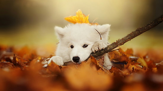 cão, mamífero, raça do cão, cão samoiedo, outono, samoiedo, folha, folhas, folhagem, HD papel de parede HD wallpaper