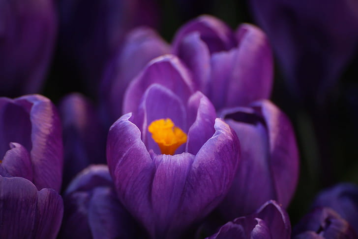 purple Crocus flowers in bloom close-up photo, crocus, Crocus, purple, in bloom, close-up, photo, Flower, krokus, spring, vår, yellow, nature, tulip, plant, petal, freshness, flower Head, beauty In Nature, HD wallpaper