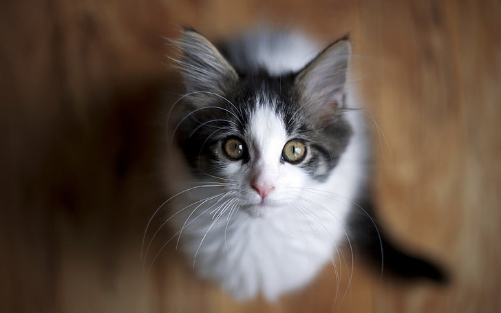 beyaz ve Gri kedi, yukarıya bakıyor, kedi, hayvanlar, alan derinliği, HD masaüstü duvar kağıdı