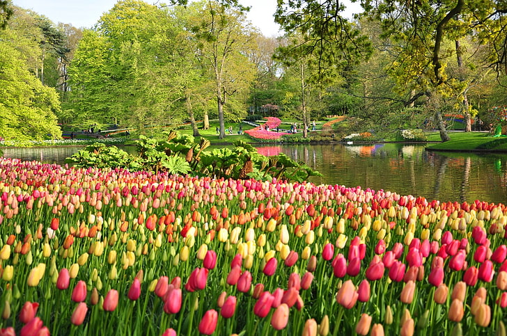 Photography, Park, Flower, Netherlands, Pond, Spring, Tree, Tulip, HD wallpaper