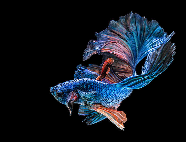 голубая бетта рыба, черный, синий, рыба, HD обои