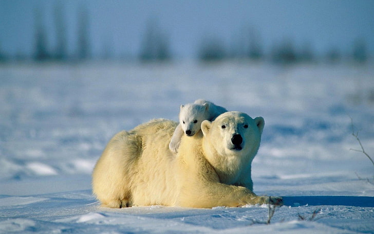 white polar bear and cub, polar bears, animals, baby animals, snow, HD wallpaper