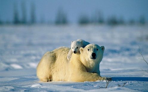 white polar bear and cub, polar bears, animals, baby animals, snow, HD wallpaper HD wallpaper