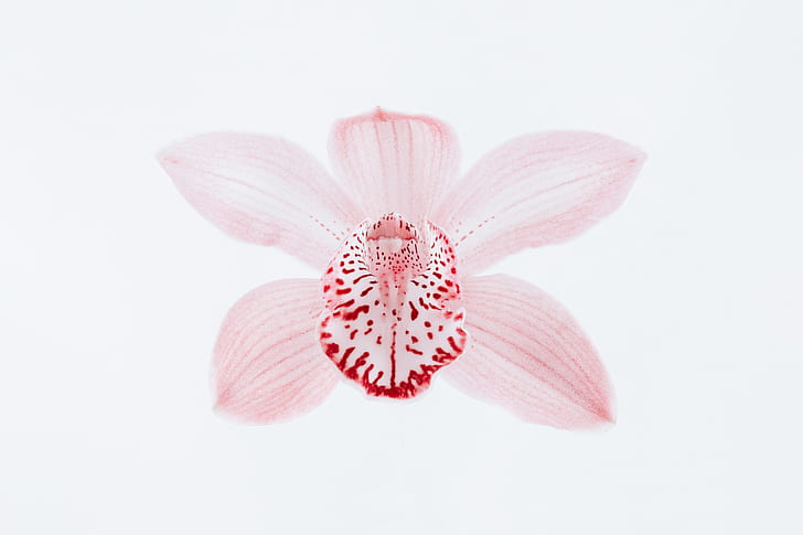 花びら 花びら 花 ミニマリズム 白 白背景 シンプル 自然 ピンク Hdデスクトップの壁紙 Wallpaperbetter