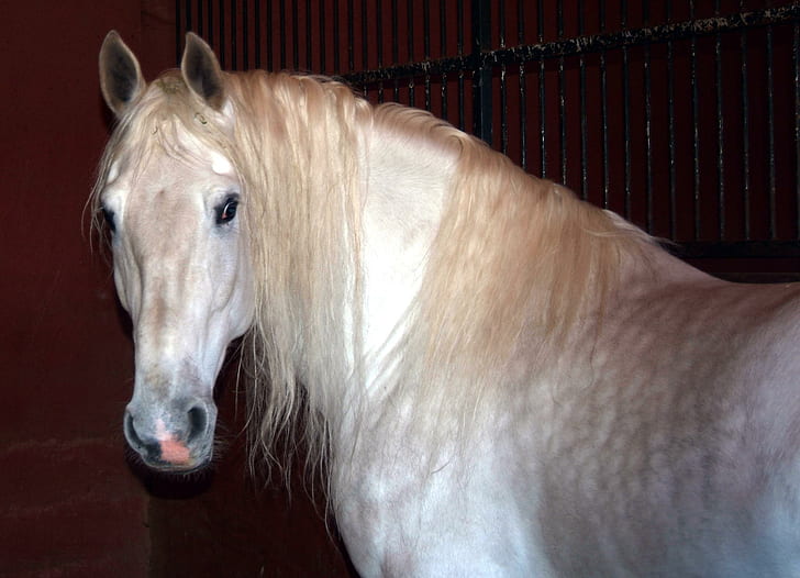 Alusian Stallion, spain, andalusian, andalusian horse, horses, animals, spanish, spanish horse, stallions, HD wallpaper