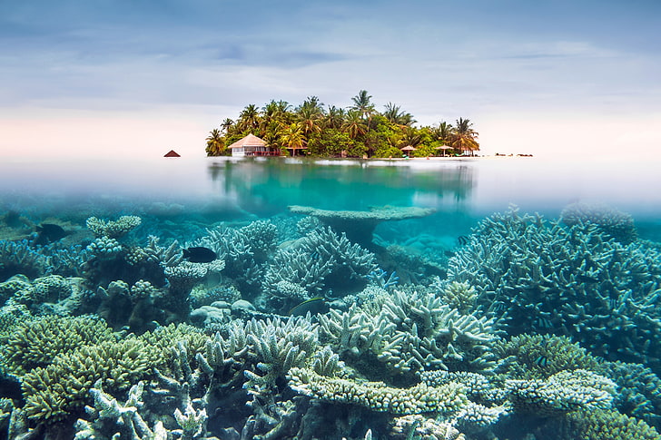 rafy koralowe, podwodne, wyspa, morze, przyroda, spokój, turkus, tropikalny, Tapety HD
