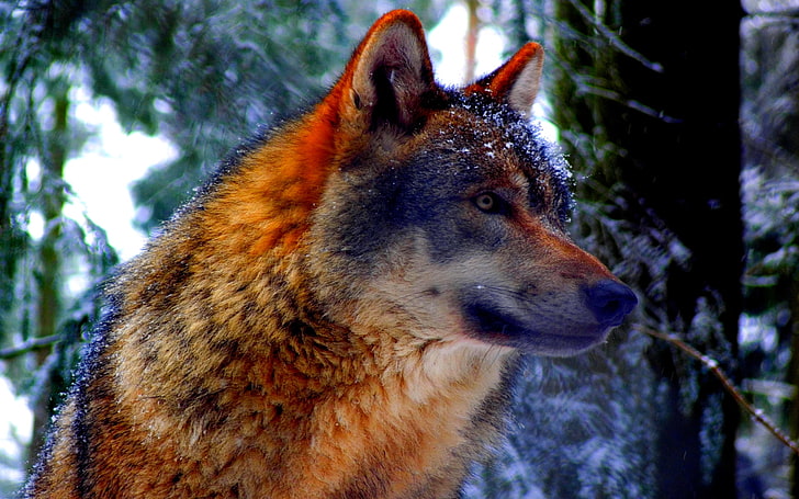 sguardo lupo grigio GAZE INVERNALE Animali Cani HD Arte, neve, lupo, sguardo, lupo grigio, mira, Sfondo HD