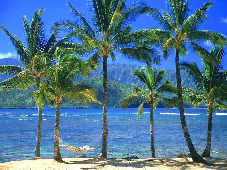 palm trees, hammock, palm trees, coast, beach, sea, HD wallpaper