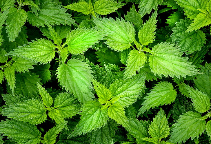 tanaman daun hijau, daun hijau, tanaman, menyengat, wheal, daun, alam, Warna hijau, kesegaran, pertumbuhan, musim panas, close-up, Wallpaper HD