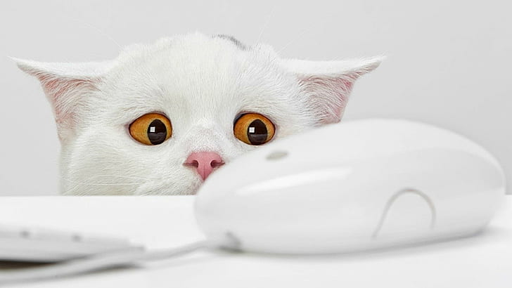 cat animals white bright orange eyes computer computer mice, HD wallpaper