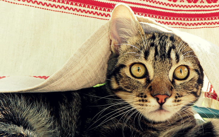 kucing, moncong, selimut, mengintip, Wallpaper HD