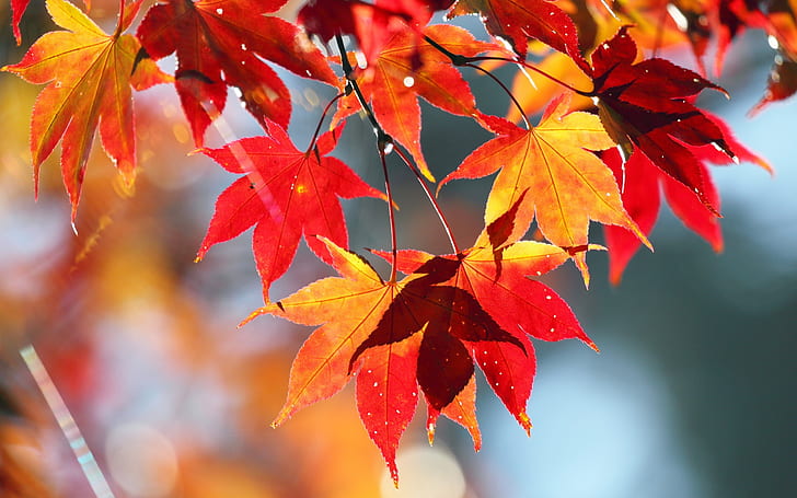 أوراق الخريف الحمراء ، مشهد الطبيعة ، الخريف ، الأحمر ، الأوراق ، الطبيعة ، المناظر الطبيعية، خلفية HD