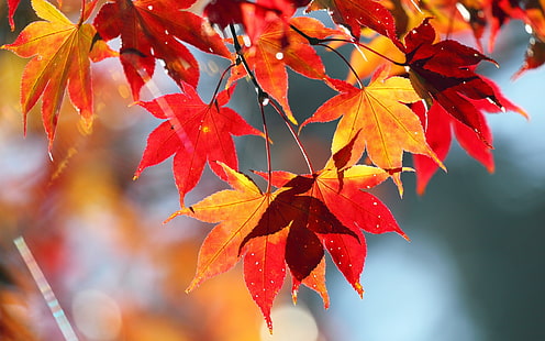 أوراق الخريف الحمراء ، مشهد الطبيعة ، الخريف ، الأحمر ، الأوراق ، الطبيعة ، المناظر الطبيعية، خلفية HD HD wallpaper