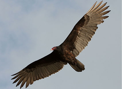 Turkey Vulture, vulture, turkey, bird, flying, animals, HD wallpaper HD wallpaper