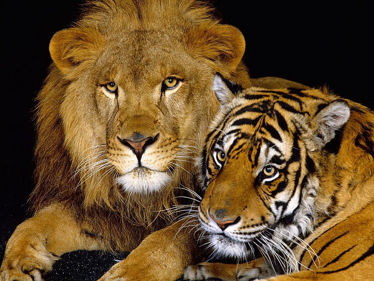 lion and tiger, tiger, lion, couple, down, big cat, predator, HD wallpaper