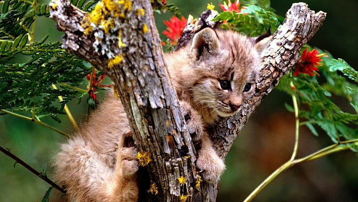 Cougarbaby mignon, chaton brun de lynx, chaton, chats, cougar, animaux, Fond d'écran HD
