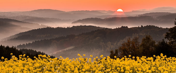 nature, landscape, mist, wildflowers, mountains, forest, pink, sky, yellow, flowers, Germany, HD wallpaper