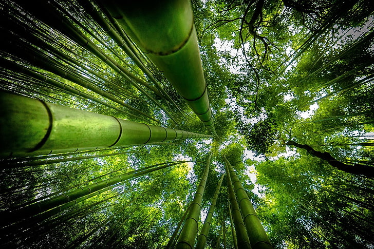 Earth, Bamboo, Forest, Green, Nature, HD wallpaper