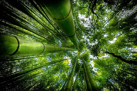 Земля, Бамбук, Лес, Зеленый, Природа, HD обои HD wallpaper