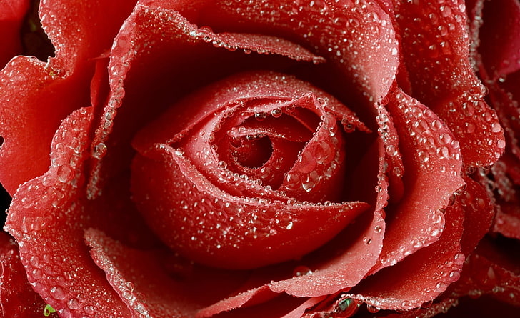 Росная красная роза, красный цветок, аэро, макро, роза, роса, HD обои