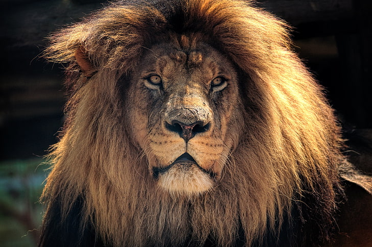 lion brun, lion, museau, prédateur, crinière, Fond d'écran HD