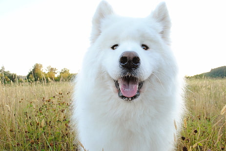 adulto branco samoiedo, samoiedo, pastor, cão, focinho, babando, HD papel de parede HD wallpaper