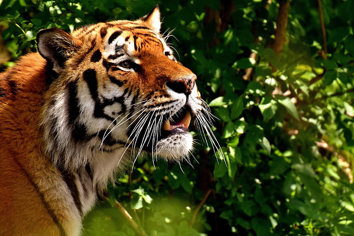 tiger, tiger, predator, big cat, HD wallpaper