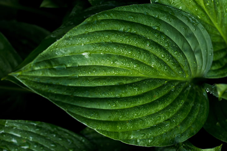 grünes Blatt, Blatt, Tropfen, Oberfläche, HD-Hintergrundbild