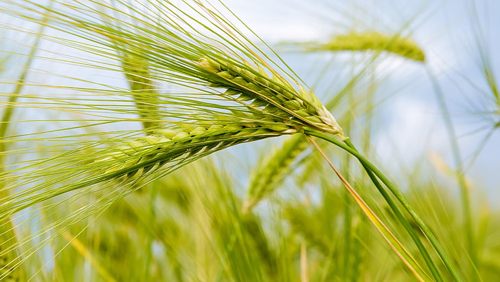 food grain, barley, hordeum, cereal, field, grain, close up, crop, grass, wheat, 8k, 8k uhd, HD wallpaper