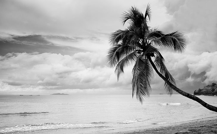 Coconut Tree Black and White, green coconut tree, Black and White, Ocean, Coconut, Beach, White, Black, Tree, Tropical, Vacation, philippines, Batangas, Nasugbu, HD wallpaper
