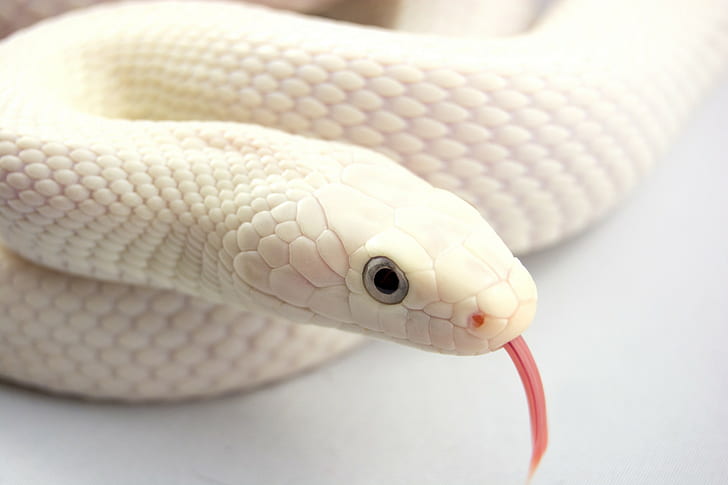 Snake Albino, snake, albino, s, Wallpaper HD