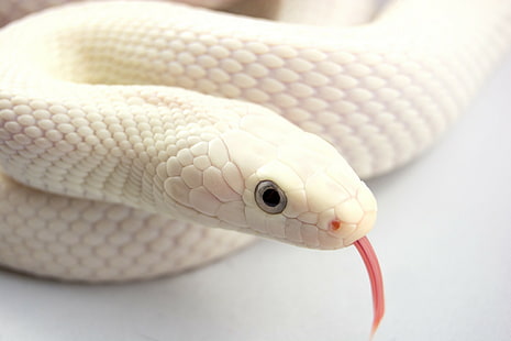 Snake Albino, snake, albino, s, HD wallpaper HD wallpaper