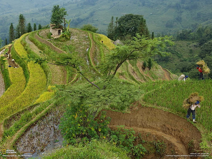 Person schwarze Hosen, National Geographic, Terrassen, Bauernhof, Bauern, Reisfeld, China, HD-Hintergrundbild