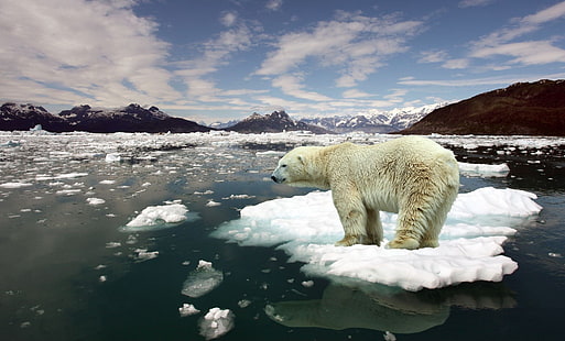 globalne ocieplenie, niedźwiedzie, zwierzęta, Tapety HD HD wallpaper