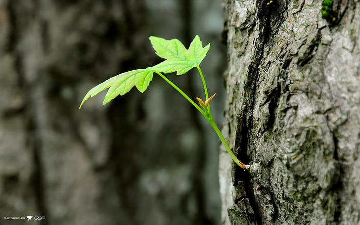 Tronco d'albero di foglie Albero di corteccia Macro HD, natura, macro, albero, foglie, tronco, corteccia, Sfondo HD