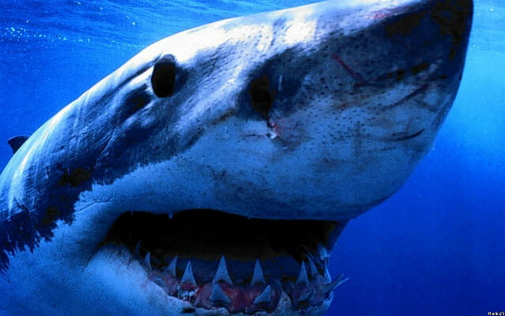Grande squalo bianco, illustrazione di squalo, bianco, squalo, animali, Sfondo HD