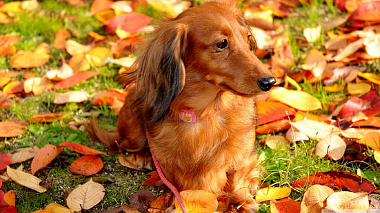 dachshund, HD papel de parede HD wallpaper