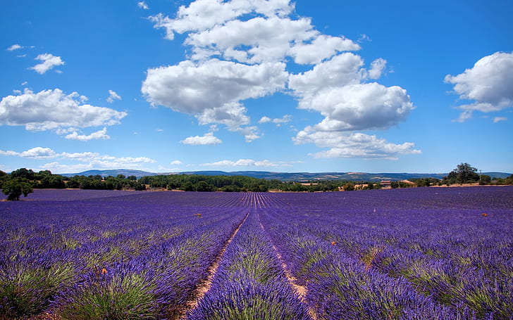 Lavendel i Provence, Frankrike, Lavendel, Provence, Frankrike, HD tapet