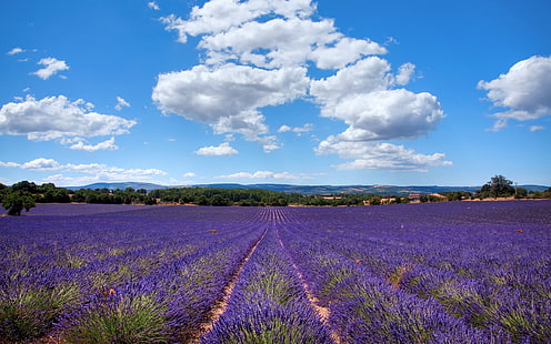 Lavendel i Provence, Frankrike, Lavendel, Provence, Frankrike, HD tapet HD wallpaper