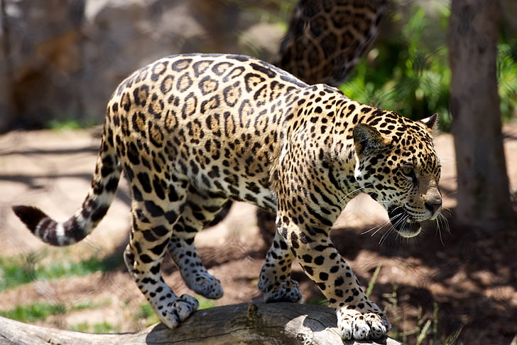 коричневый леопард, гепард, хищник, большая кошка, HD обои