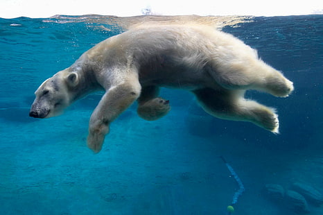Björnar, isbjörn, djur, simning, under vattnet, HD tapet HD wallpaper