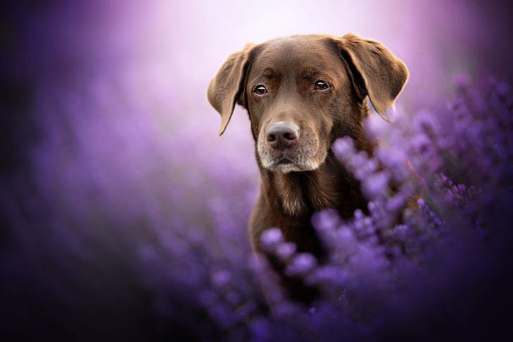 look, face, flowers, dog, lavender, bokeh, Labrador Retriever, HD wallpaper